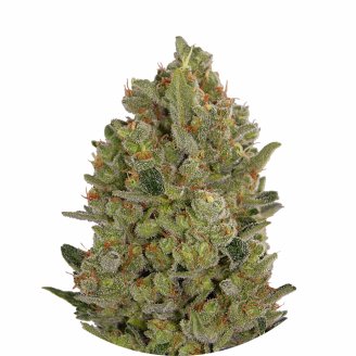 Семена марихуаны купить сорт Cheese Fem.